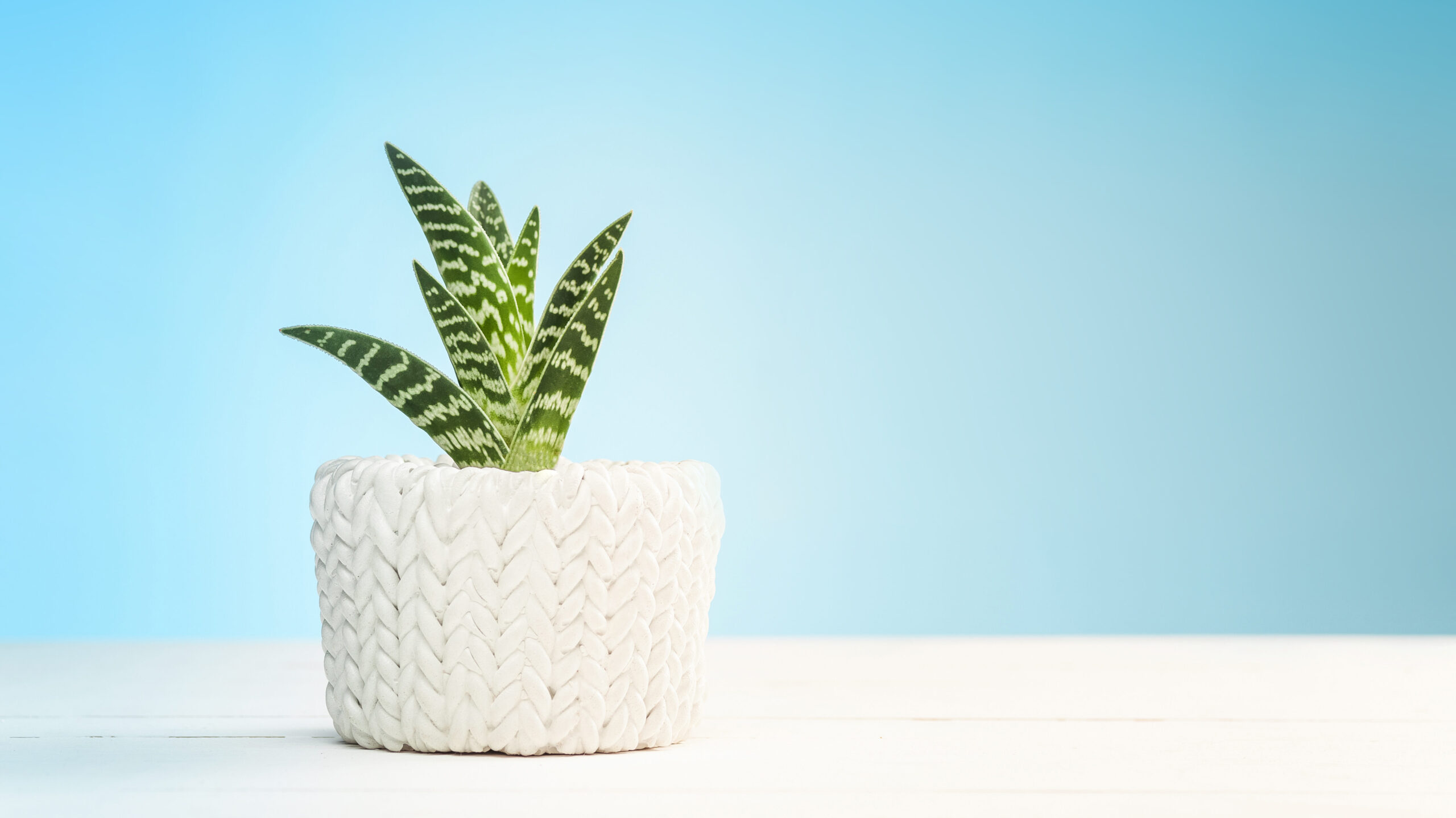 Beyond Decor: The 7 Best Houseplants and the Life Lessons They Impart